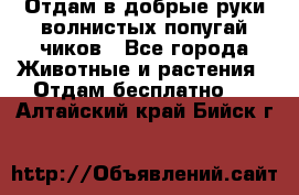 Отдам в добрые руки волнистых попугай.чиков - Все города Животные и растения » Отдам бесплатно   . Алтайский край,Бийск г.